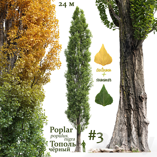 Poplar _ Populus nigra #3 3DSMax File - thumbnail 1