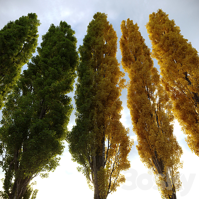 Poplar _ Populus nigra #3 3DSMax File - thumbnail 3