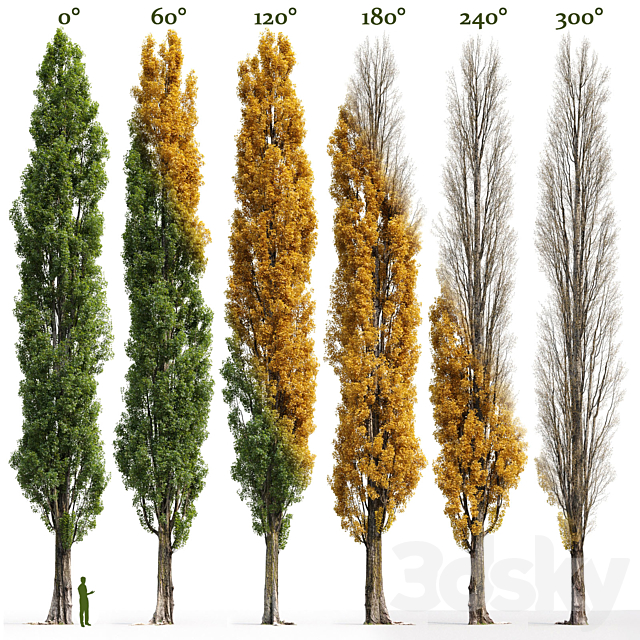 Poplar _ Populus nigra #3 3DSMax File - thumbnail 4