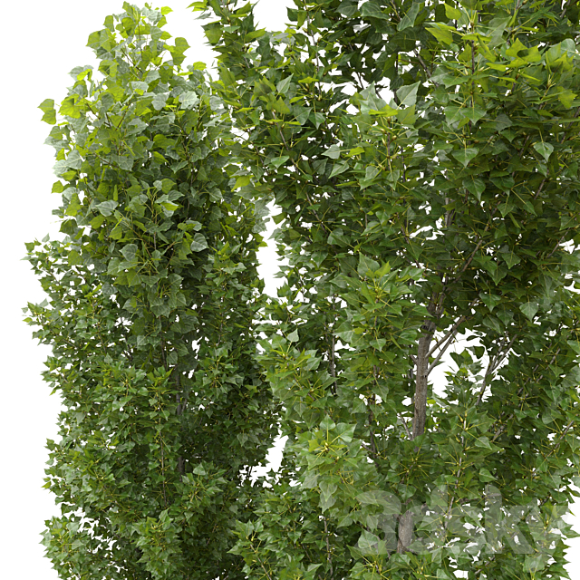 Poplar _ Populus nigra #6 3DS Max Model - thumbnail 3