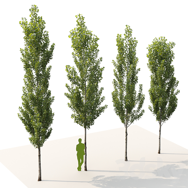 Poplar _ Populus nigra #6 3DS Max Model - thumbnail 4