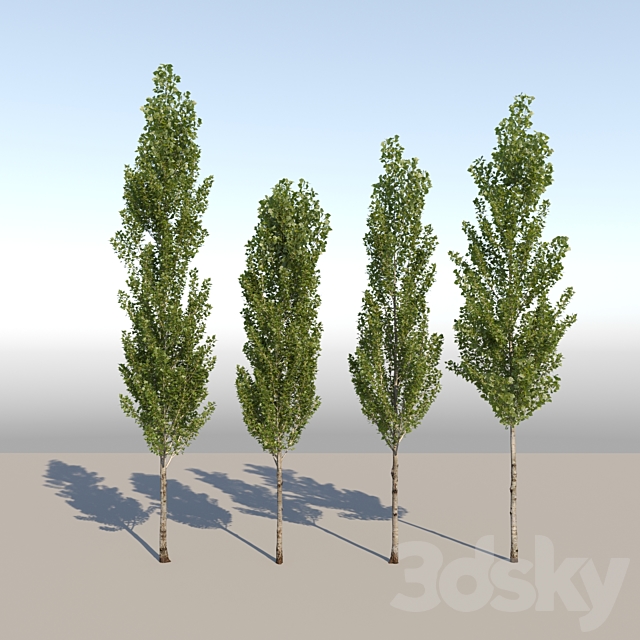 Poplar _ Populus nigra #6 3DS Max Model - thumbnail 5