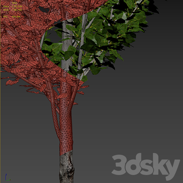 Poplar _ Populus nigra #6 3DS Max Model - thumbnail 6