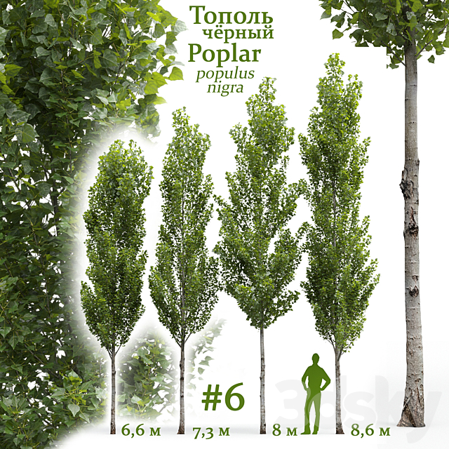 Poplar _ Populus nigra #6 3DS Max Model - thumbnail 7