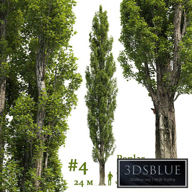 Poplar \/ Populus # 4 3DS Max - thumbnail 3