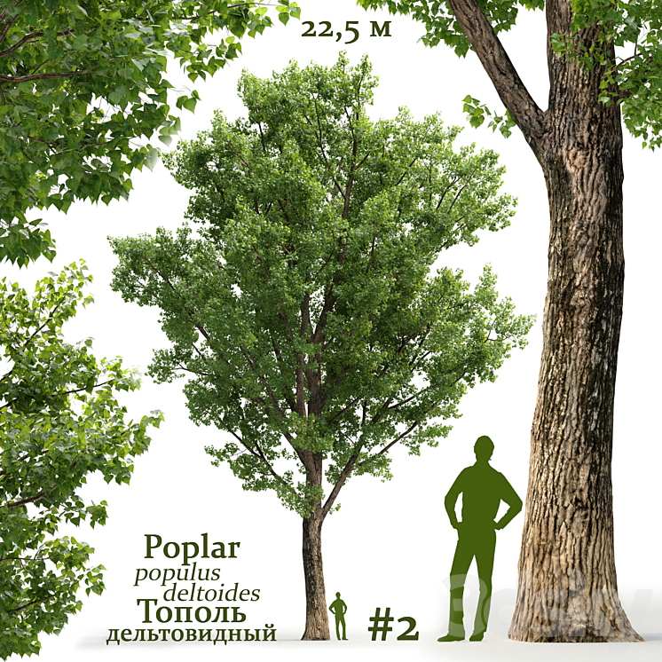 Poplar \/ Populus deltoides #2 3DS Max - thumbnail 1