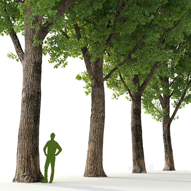 Poplar \/ Populus deltoides #2 3DS Max - thumbnail 2