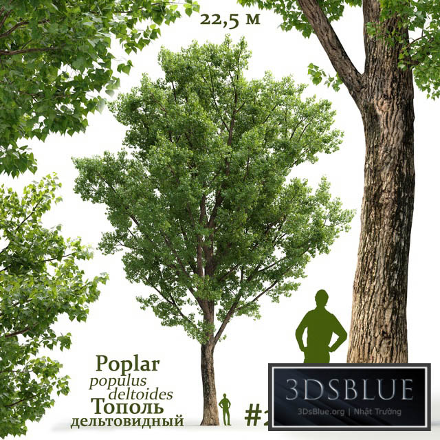 Poplar \/ Populus deltoides #2 3DS Max - thumbnail 3