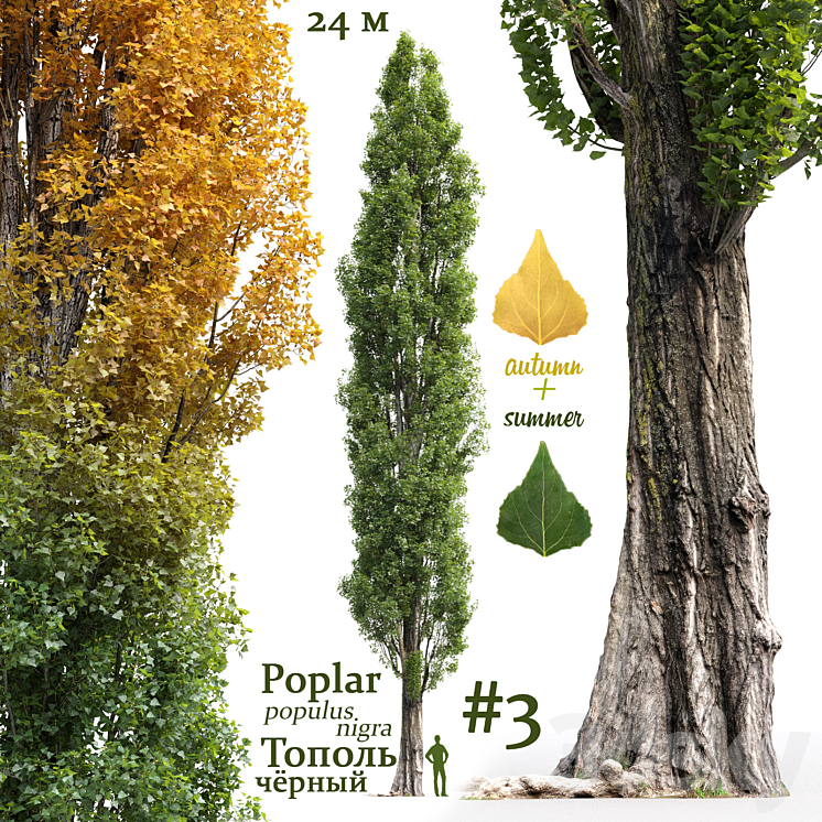 Poplar \/ Populus nigra #3 3DS Max - thumbnail 1