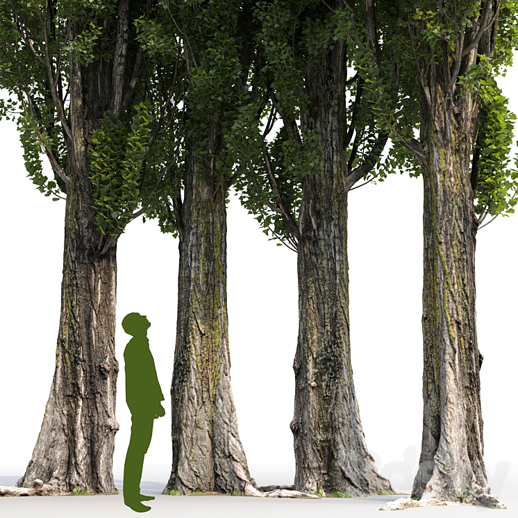 Poplar \/ Populus nigra #3 3DS Max - thumbnail 2