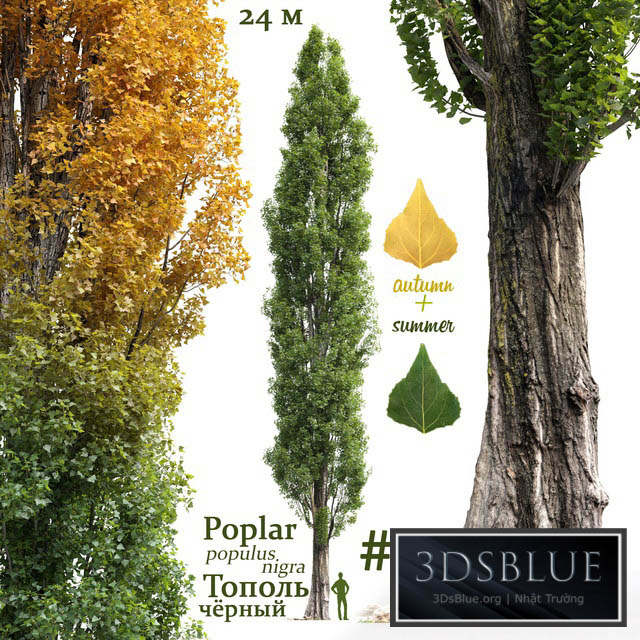 Poplar \/ Populus nigra #3 3DS Max - thumbnail 3