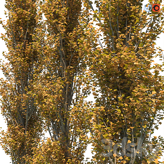 Poplar Pyramidal 15m Autumn 3DS Max Model - thumbnail 2