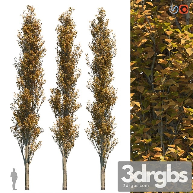 Poplar pyramidal 15m autumn - thumbnail 1