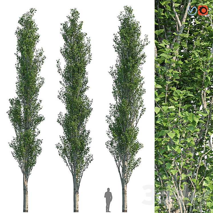 Poplar Pyramidal 15m Summer 3DS Max - thumbnail 1