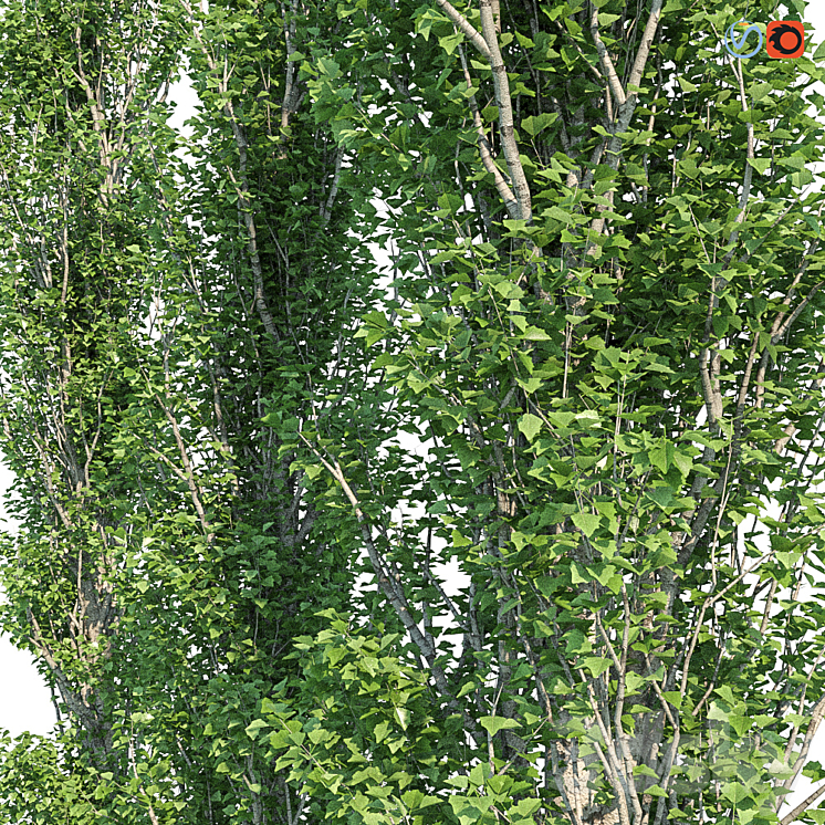 Poplar Pyramidal 15m Summer 3DS Max - thumbnail 2