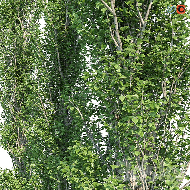 Poplar Pyramidal 15m Summer 3DSMax File - thumbnail 2