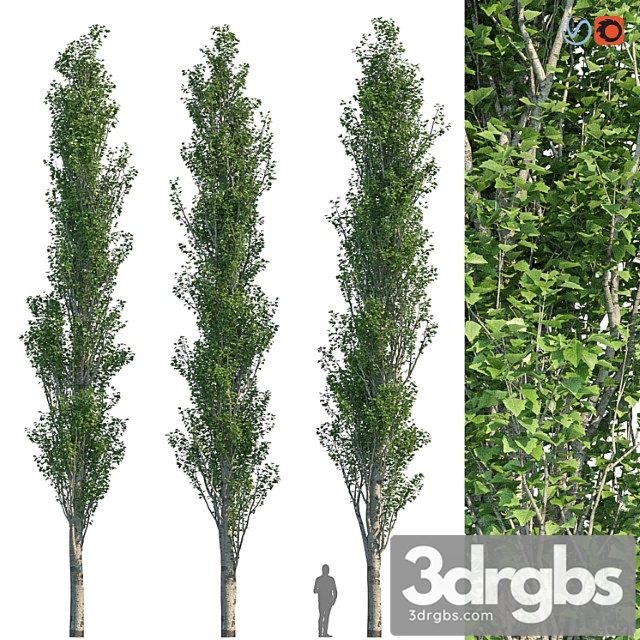 Poplar pyramidal 15m summer - thumbnail 1