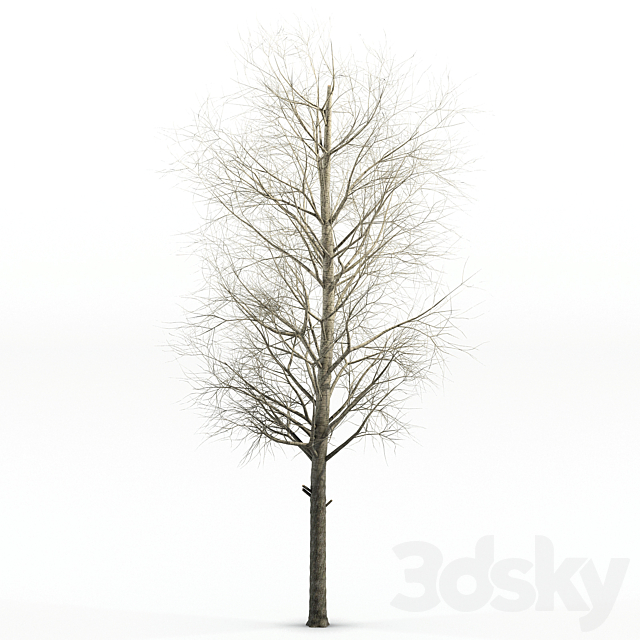 poplar Siberian 3ds Max - thumbnail 1