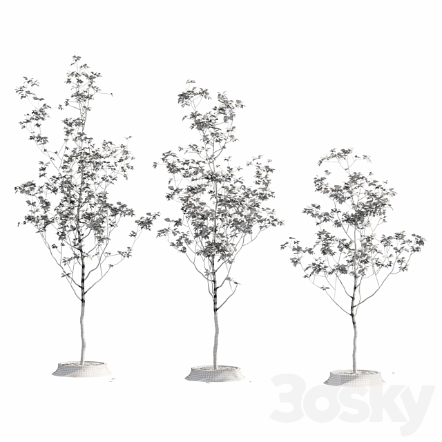 Poplar young 3DS Max Model - thumbnail 3