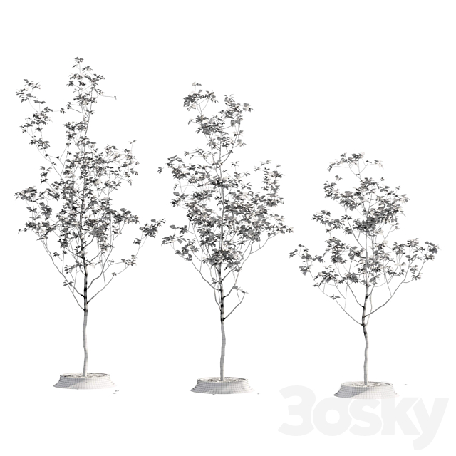 Poplar young 3dsMax Model - thumbnail 3