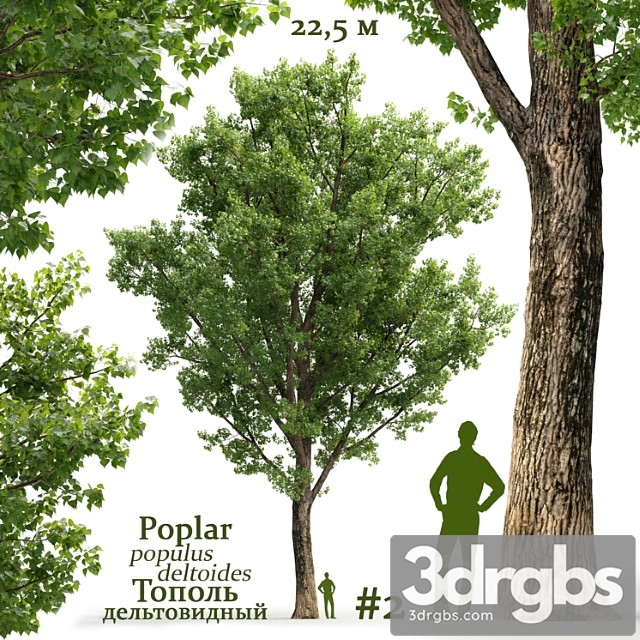 populus deltoides - thumbnail 1