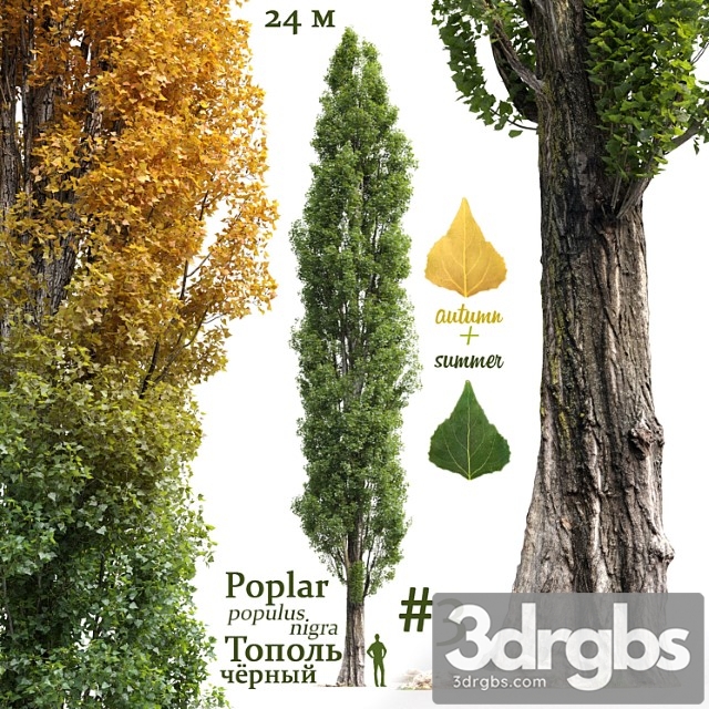 populus nigra 2 - thumbnail 1