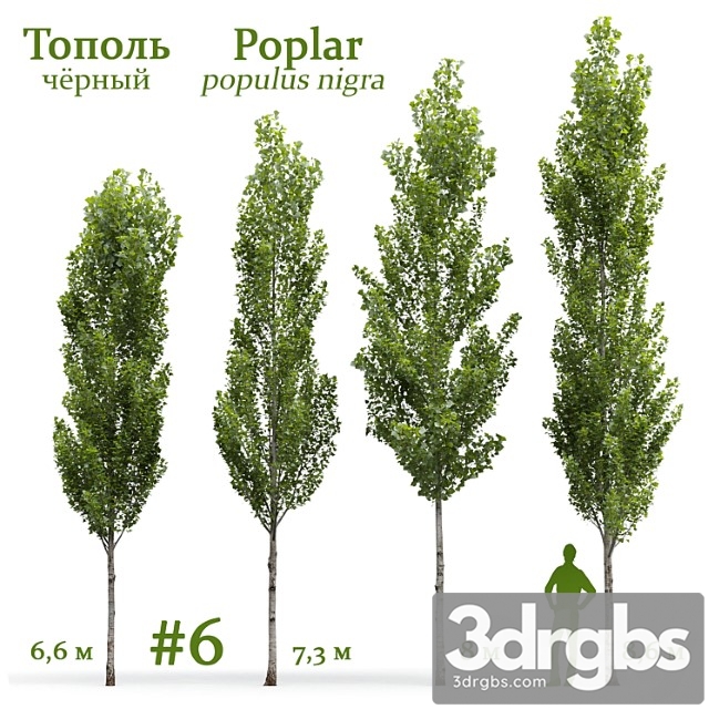 populus nigra - thumbnail 1