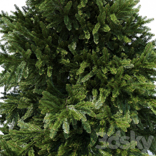 Prickly spruce 1.5m 3ds Max - thumbnail 3