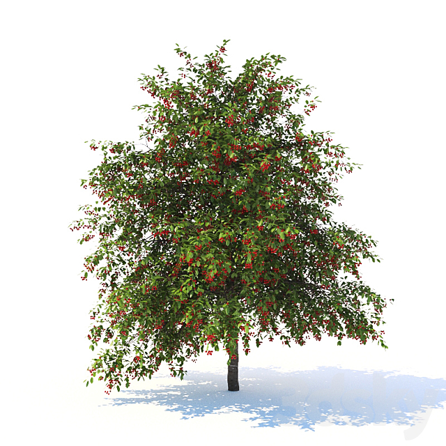 Prunus avium tree 3ds Max - thumbnail 2