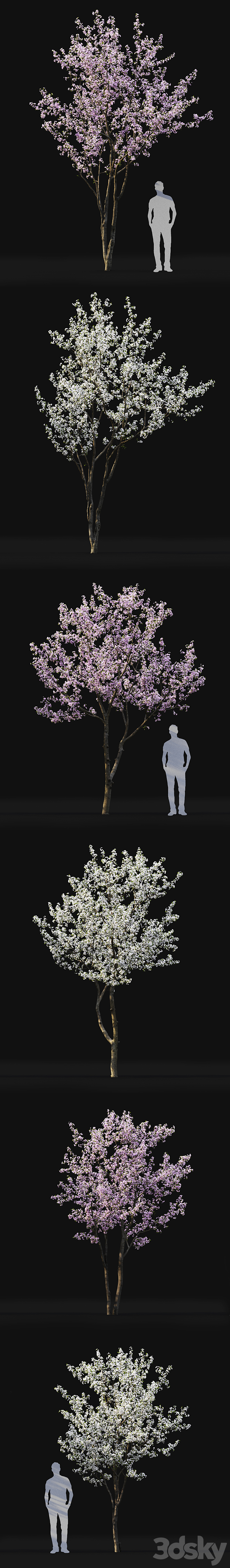 Prunus cerasus 3DS Max - thumbnail 2