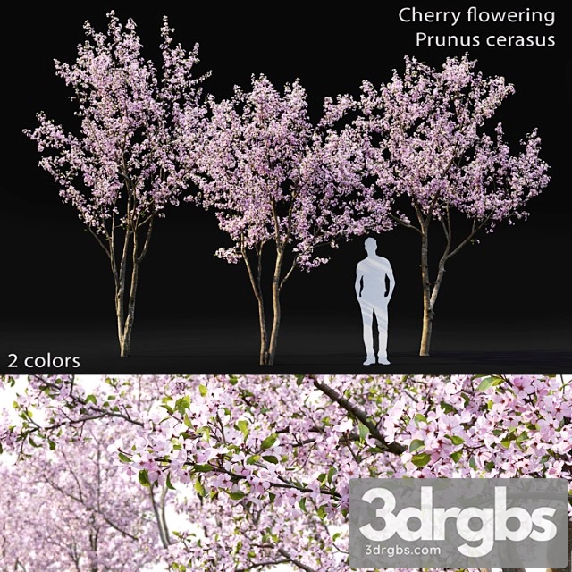 Prunus Cerasus 3dsmax Download - thumbnail 1