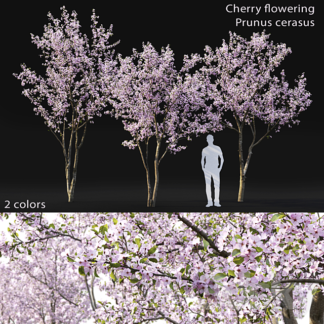 Prunus cerasus 3DSMax File - thumbnail 1