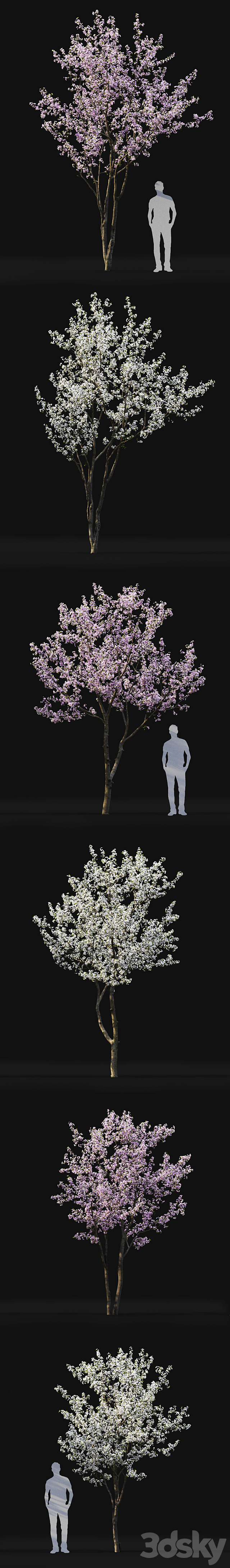 Prunus cerasus 3DSMax File - thumbnail 2