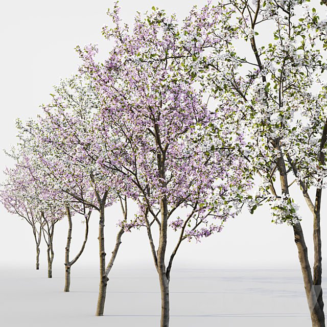 Prunus cerasus 3DSMax File - thumbnail 3