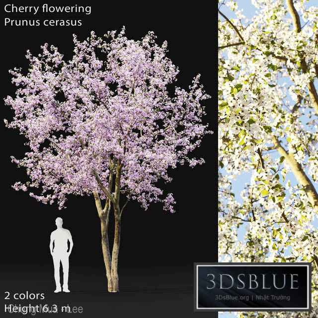 Prunus cerasus | Cherry flowering # 2 3DS Max - thumbnail 3