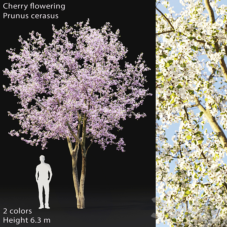 Prunus cerasus | Cherry flowering # 2 3DS Max - thumbnail 1