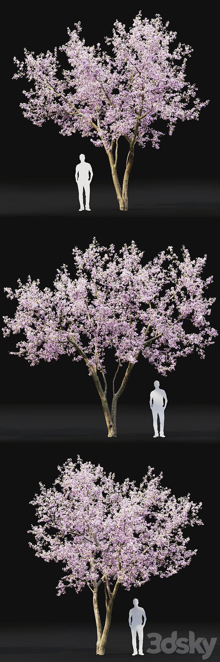 Prunus cerasus | Cherry flowering # 2 3DS Max - thumbnail 2