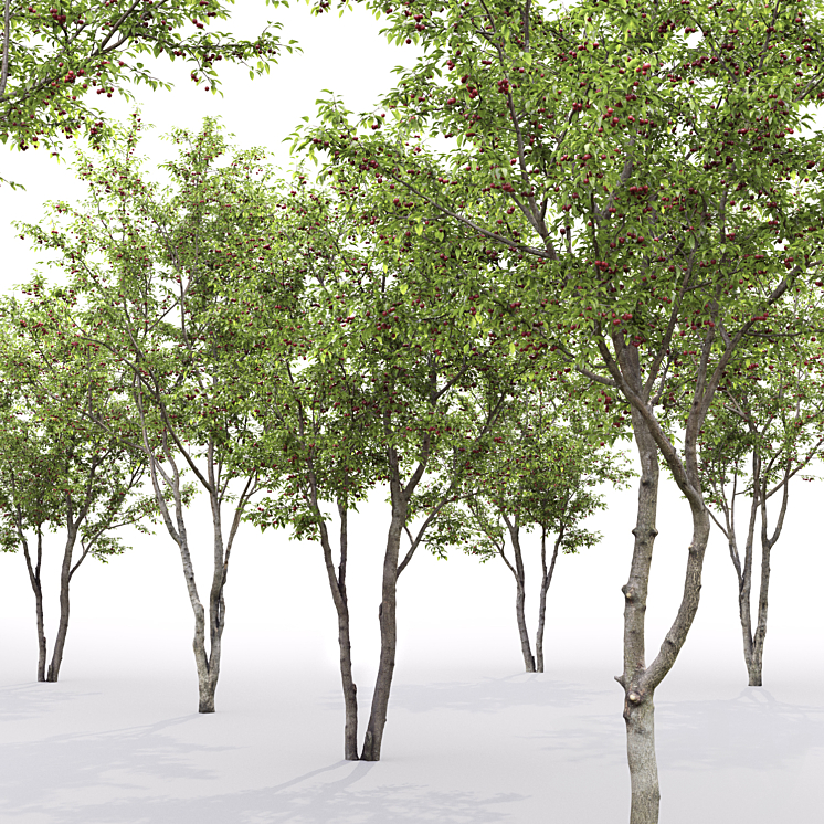 Prunus cerasus | Cherry-tree # 1 3DS Max - thumbnail 2