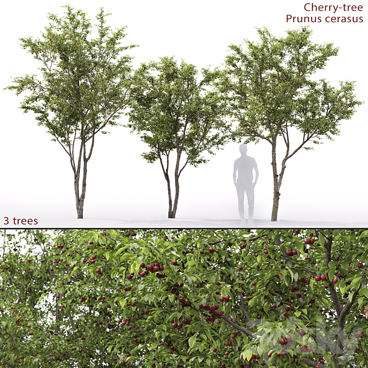 Prunus cerasus | Cherry-tree # 1 3DS Max - thumbnail 1