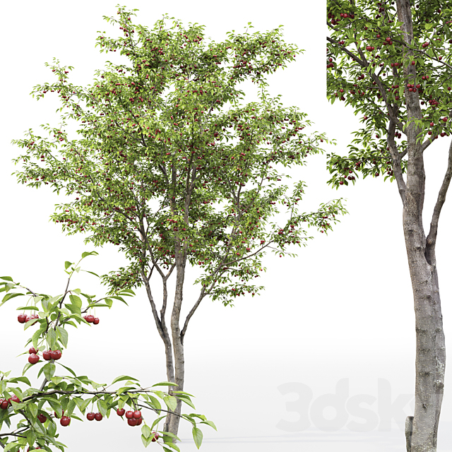 Prunus cerasus | Cherry-tree # 1 3DS Max Model - thumbnail 3