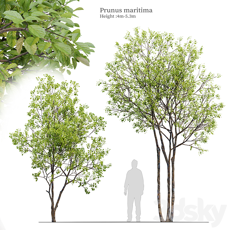 Prunus maritima 3DS Max Model - thumbnail 1