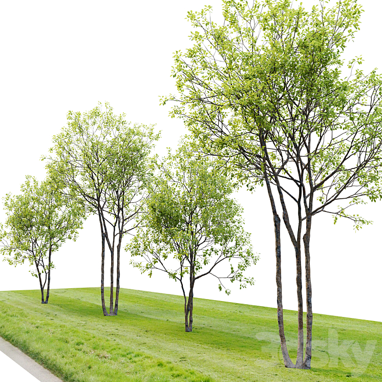 Prunus maritima 3DS Max Model - thumbnail 2