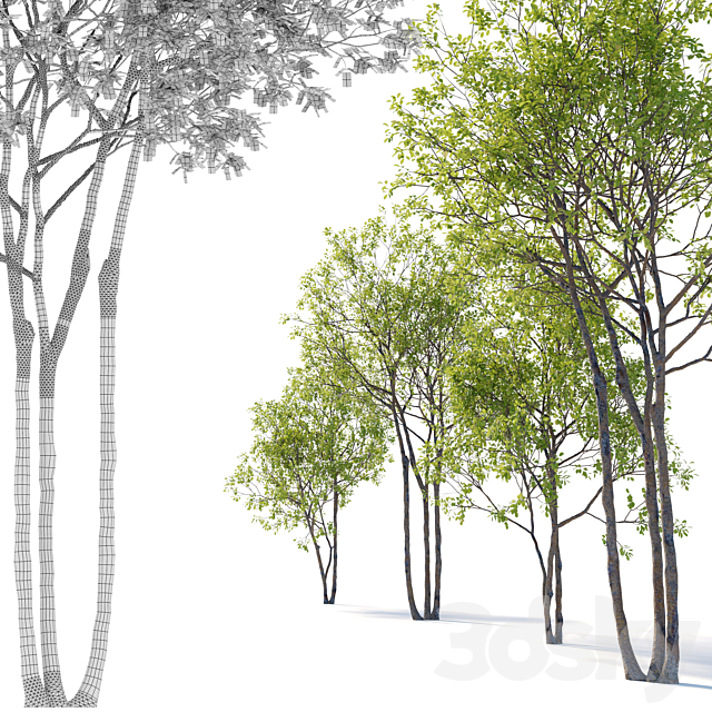 Prunus maritima 3DSMax File - thumbnail 3