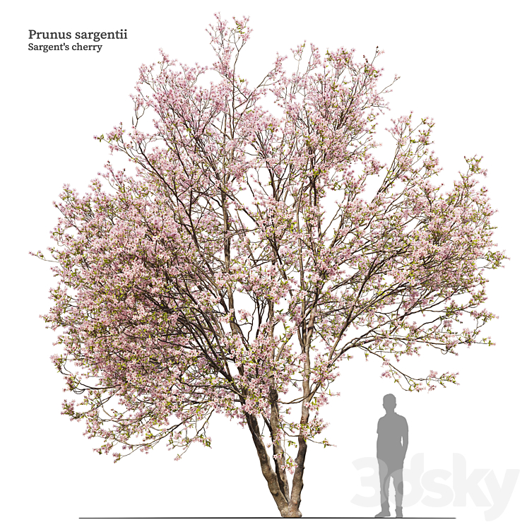 Prunus sargentii 3DS Max Model - thumbnail 1