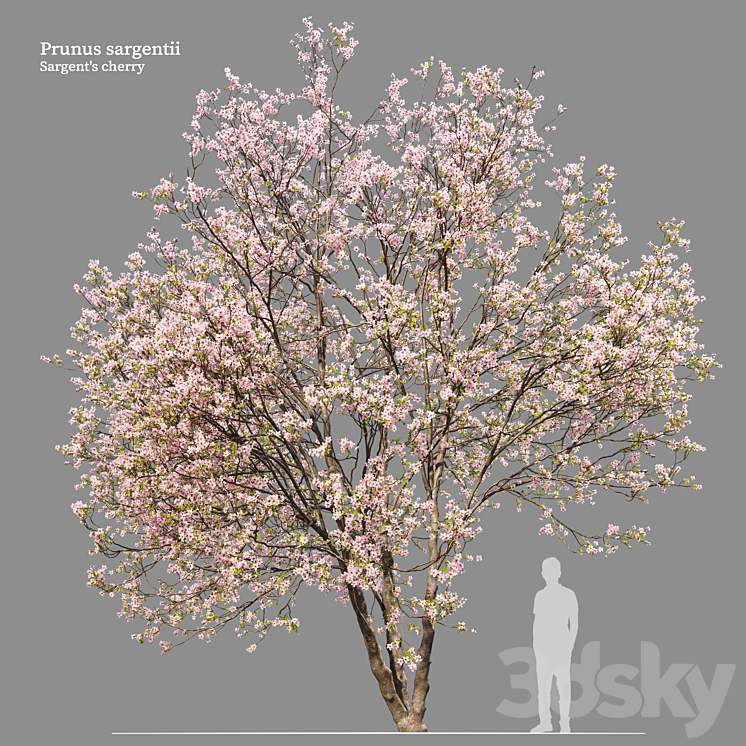 Prunus sargentii 3DS Max Model - thumbnail 2