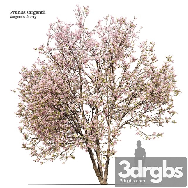 Prunus Sargentii 3dsmax Download - thumbnail 1