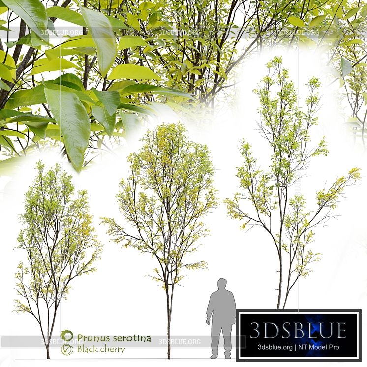 Prunus serotina 3DS Max - thumbnail 3