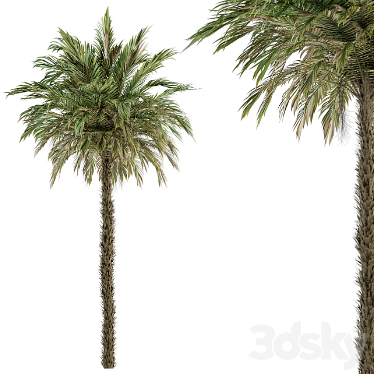 Pygmy Date Palm – Tree Set 51 3DS Max Model - thumbnail 1