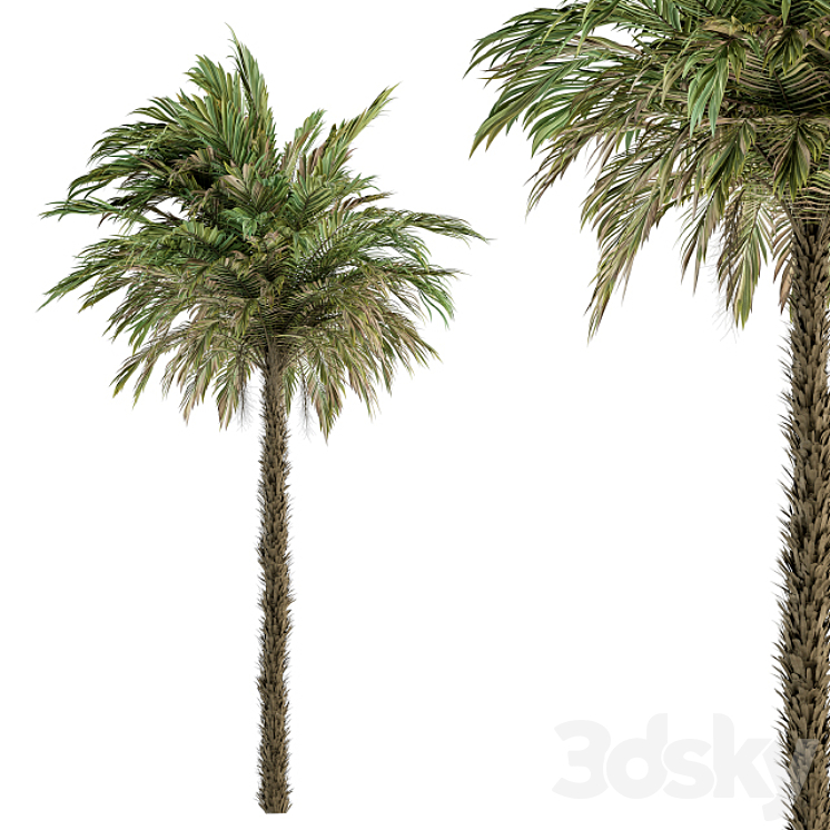 Pygmy Date Palm – Tree Set 51 3DS Max Model - thumbnail 2