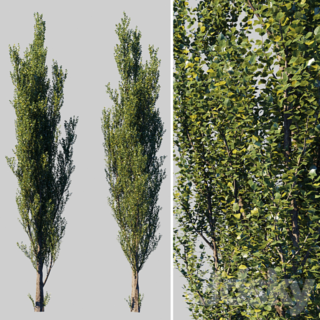 Pyramidal poplar _ Populus pyramidalis 3DSMax File - thumbnail 1